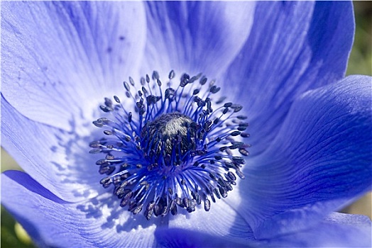 蓝色,银莲花,花