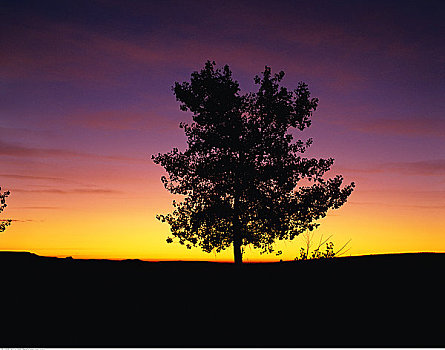 剪影,树,日落,草原国家公园,萨斯喀彻温,加拿大