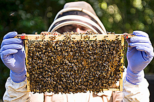 养蜂人,蜂窝,蜜蜂