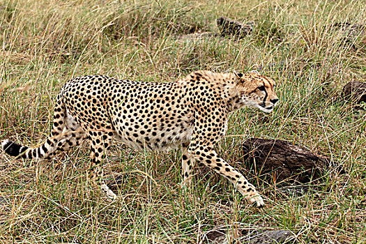 印度豹,马赛马拉,肯尼亚