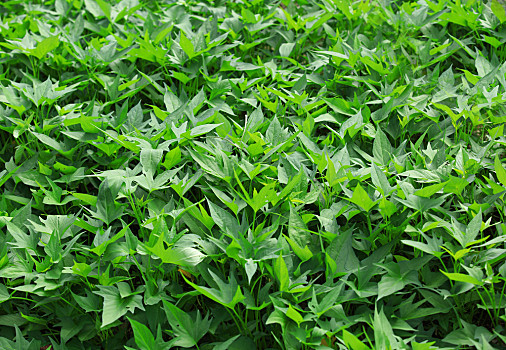 甘薯,作物,生长,花园