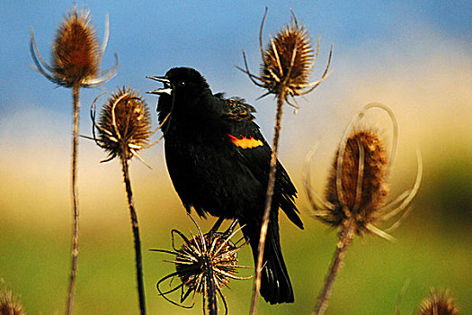 红翅黑鹂,雄性,国家野生动植物保护区,华盛顿,美国