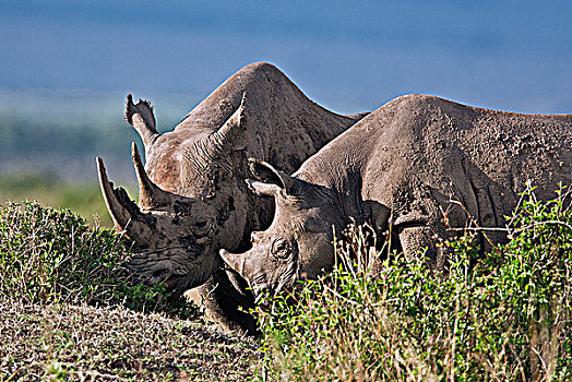 黑犀牛,后代,国家级保护区,幼兽,犀牛,残留,母兽,两个,岁月