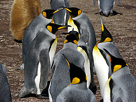 生物群,帝企鹅,福克兰群岛