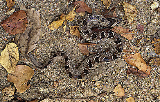 夜晚,蝰蛇,克鲁格国家公园,南非,非洲