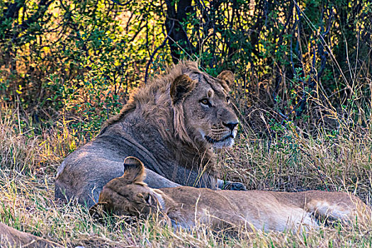 博茨瓦纳,乔贝国家公园,萨维提,幼小,雄性,狮子,睡觉,女性