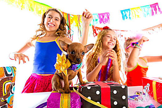 女朋友,聚会,跳舞,礼物,小狗,吉娃娃,狗,生日