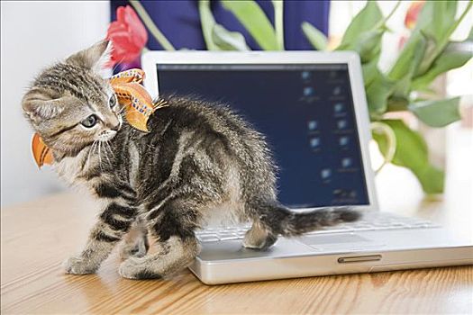 小猫,笔记本电脑