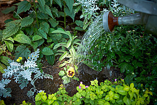 园丁,浇水,新鲜,三色堇,多伦多,安大略省,加拿大