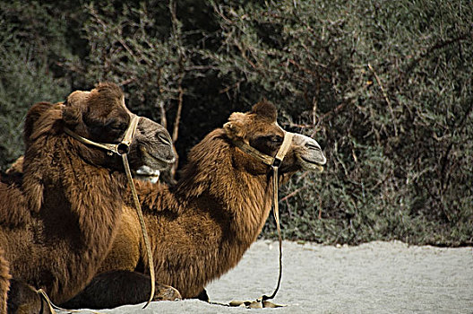 两个,巴克特里亚,骆驼,坐,沙漠,山谷,查谟-克什米尔邦,印度