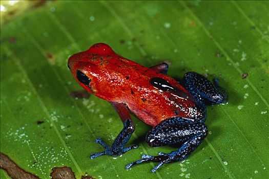 草莓箭毒蛙,雌性,蝌蚪,雨林,哥斯达黎加