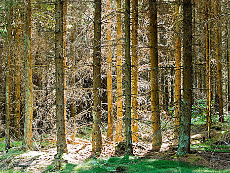 云杉,树林,瑞典