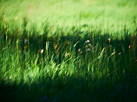 草地,花,模糊,阳光,影子