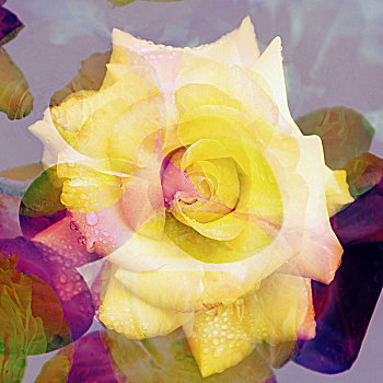 花,黄玫瑰