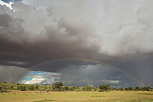 跳羚,大,牧群,放牧,河床,树,刺槐,下雨,季节,绿色,环境,积雨云,云,彩虹,雨,卡拉哈里沙漠,卡拉哈迪大羚羊国家公园