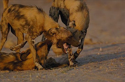 非洲野狗,非洲野犬属,三个,玩,濒危,非洲