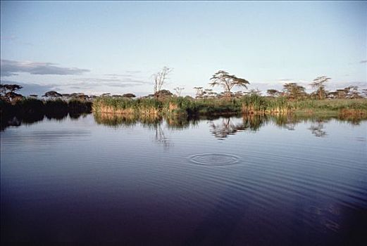 河,塞伦盖蒂国家公园,坦桑尼亚