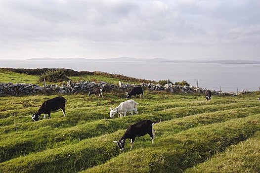英国,高山,山羊,农场,岬角,清晰,岛屿,科克郡,爱尔兰