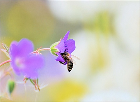 蜜蜂,花