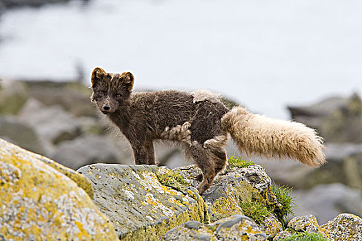 北极狐,普里比洛夫群岛,阿拉斯加