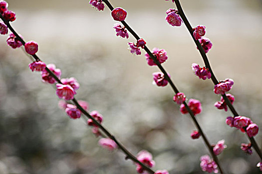 梅花,花朵,梅园,春天,报春