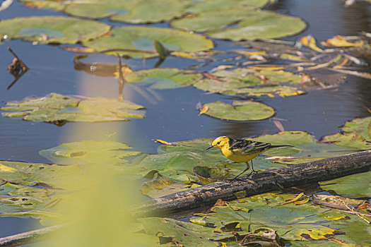 黄头鹡鸰池塘觅食