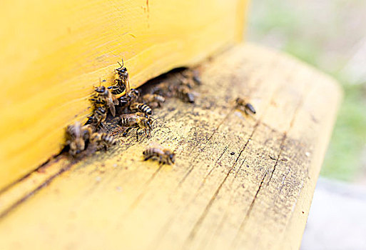 蜜蜂,黄色,蜂巢