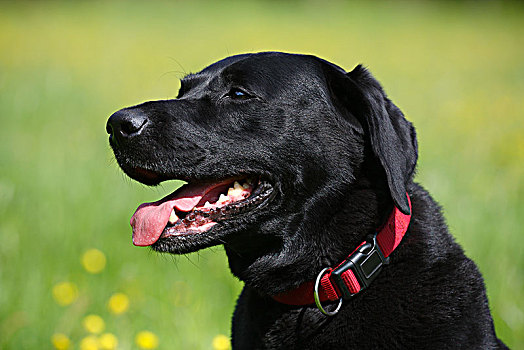 黑色拉布拉多犬,家犬,雄性,头像,石荷州,德国,欧洲