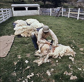 剪羊毛,弗吉尼亚,美国
