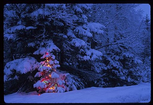 灯光,圣诞树,肯奈半岛