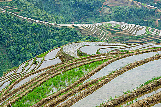 桂林梯田风光