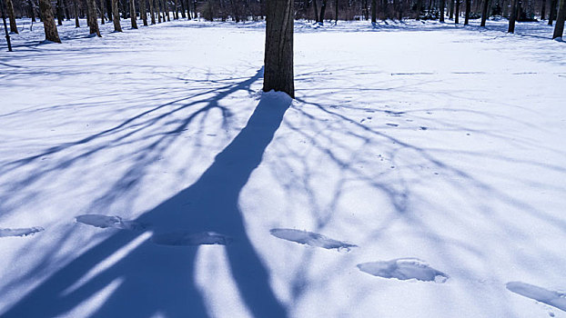 雪中