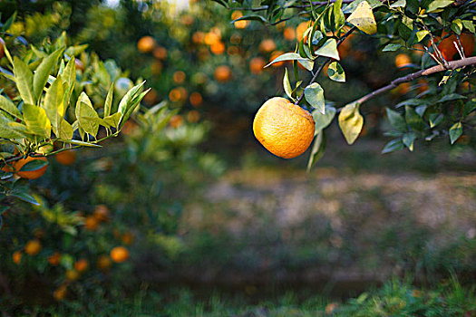 orangesgrowingontree