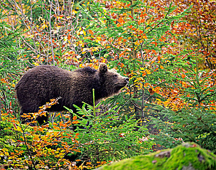 欧洲,棕熊,熊,小动物,秋日树林,巴伐利亚森林国家公园,德国