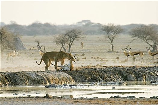 猎捕,雌狮,狮子,跳羚,博茨瓦纳,非洲