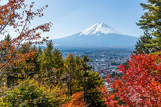 枫树,富士山