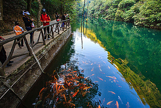 水池,倒影,鱼,廊桥