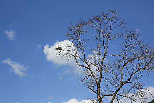 树,鸟巢,云,蓝天