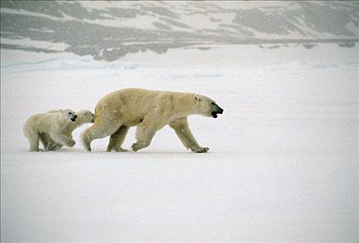 北极熊,母兽,巴芬岛,加拿大