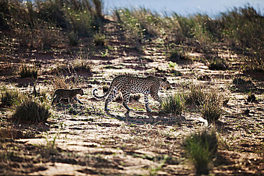 豹,母亲,走,热带草原,幼兽,卡拉哈迪大羚羊国家公园,南非