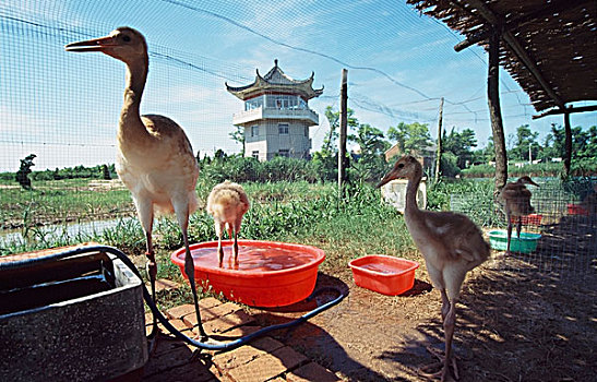丹顶鹤,环境保护,江苏,中国