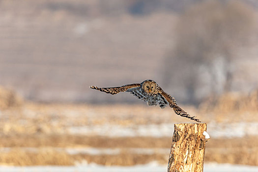 雪地里飞翔的长尾林鸮