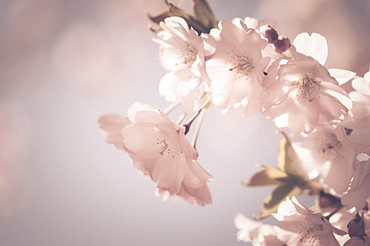 樱花,树,春天