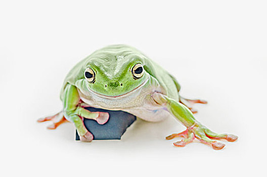 肥胖,绿树蛙,白色背景