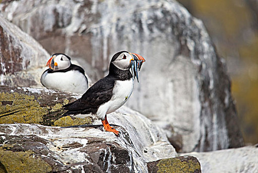 大西洋角嘴海雀,北极,法恩群岛,诺森伯兰郡,英格兰