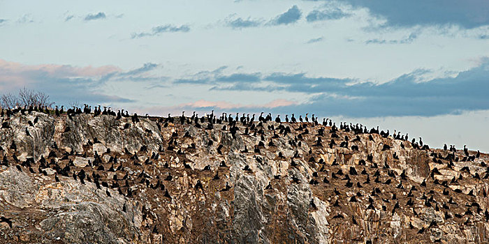 许多,黑色,鸟,坐,岩石,风景,湖,木头,安大略省,加拿大