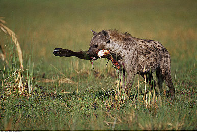 斑鬣狗图片