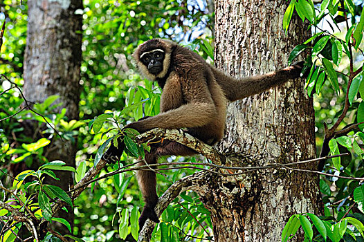 檀中埠廷国立公园,婆罗洲,印度尼西亚