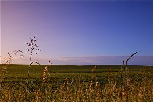 农田,加拿大,草原,艾伯塔省