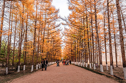 秋天里金色的道路-中国长春百木园秋季风景